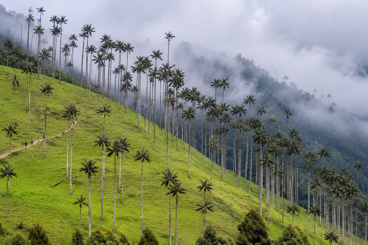 Valle de Cocora, Salento