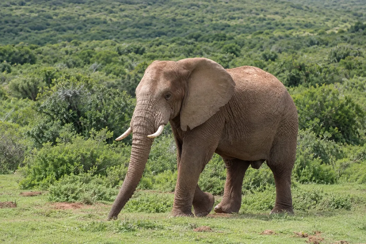 Addo Elephant National Park