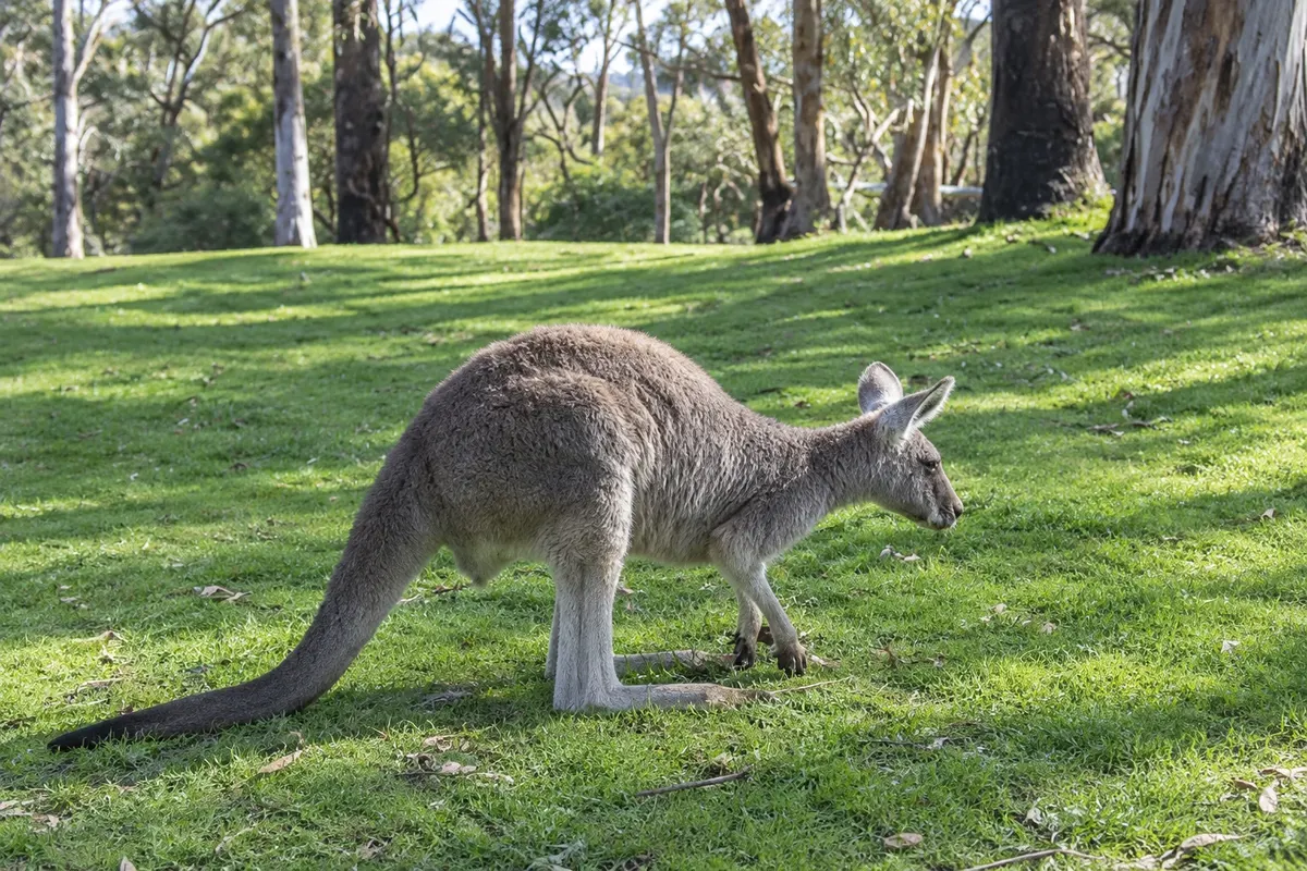 Cleland Wildlife Park