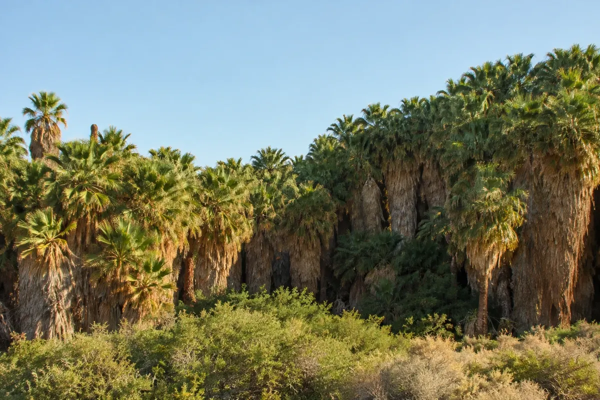 Coachella Valley Preserve