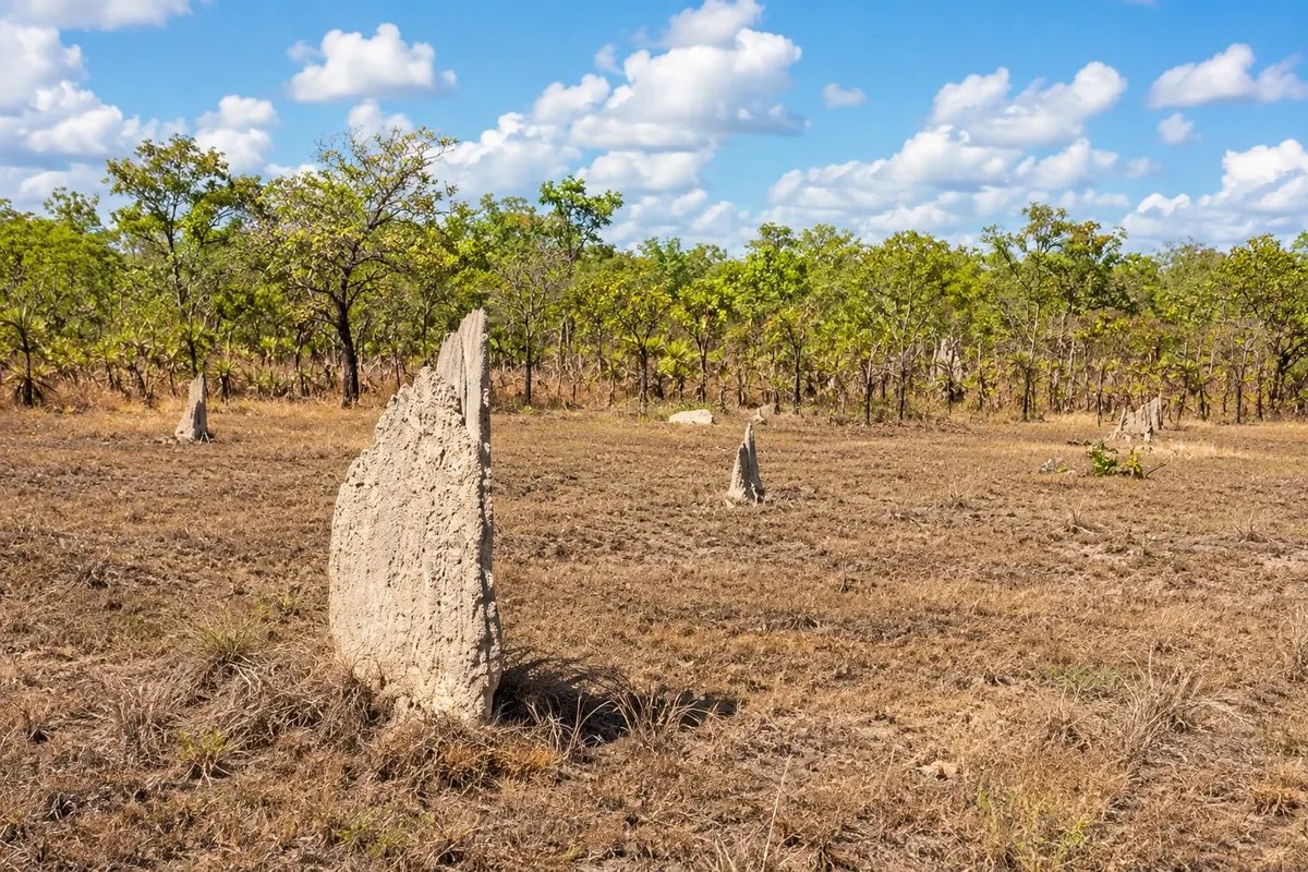 Magnetic Termite Mounds