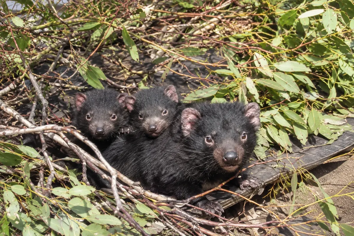 Devils at Cradle