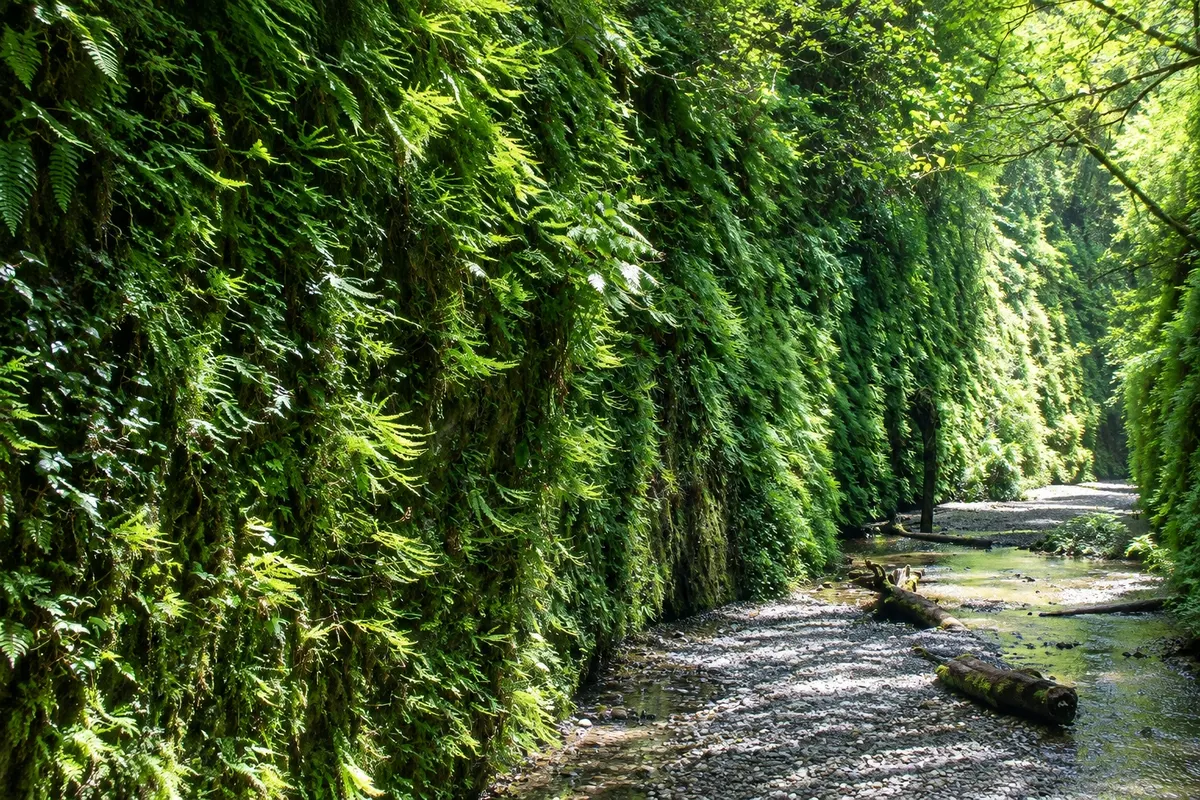 Fern Canyon