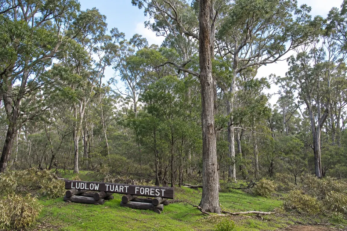 Ludlow Tuart Forest
