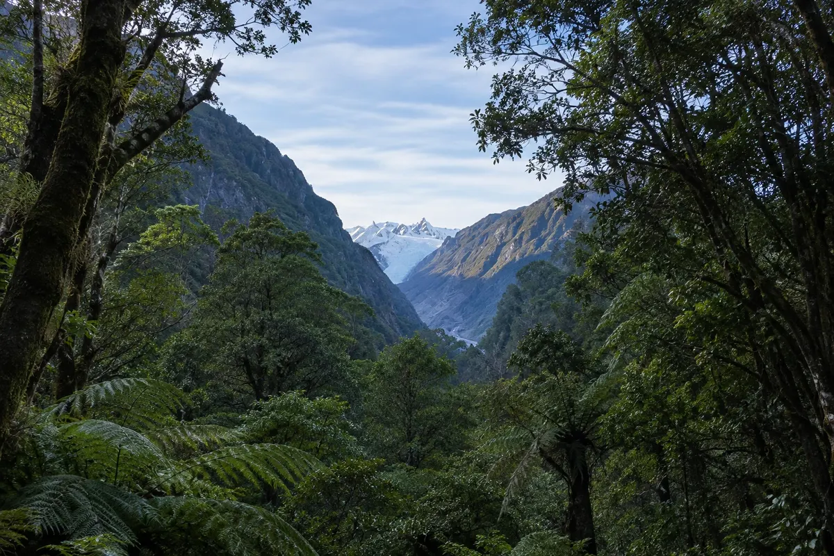 Fox Glacier