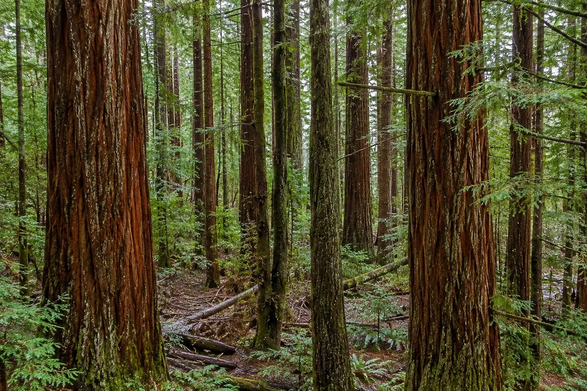 Lady Bird Johnson Grove