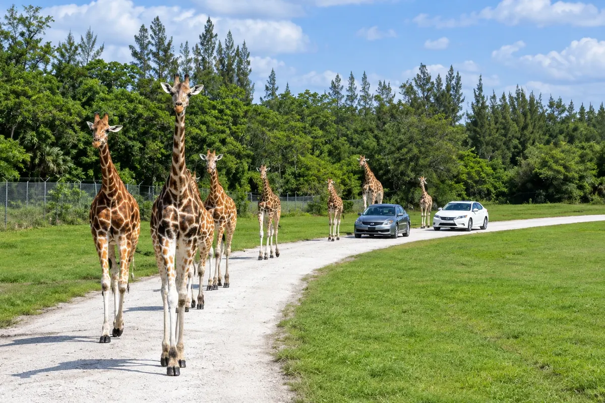 Lion Country Safari