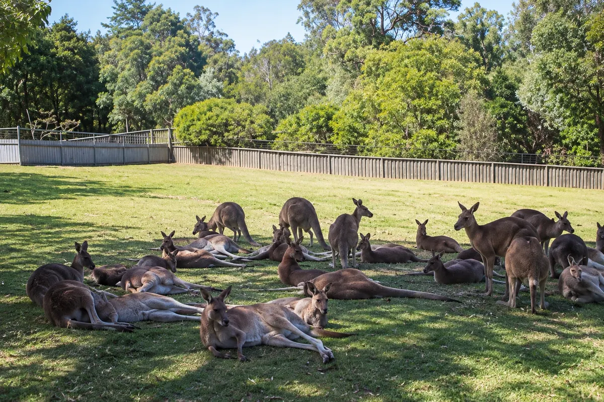 Lone Pine Koala Sanctuary