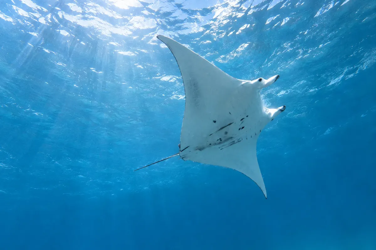 Manta ray swim