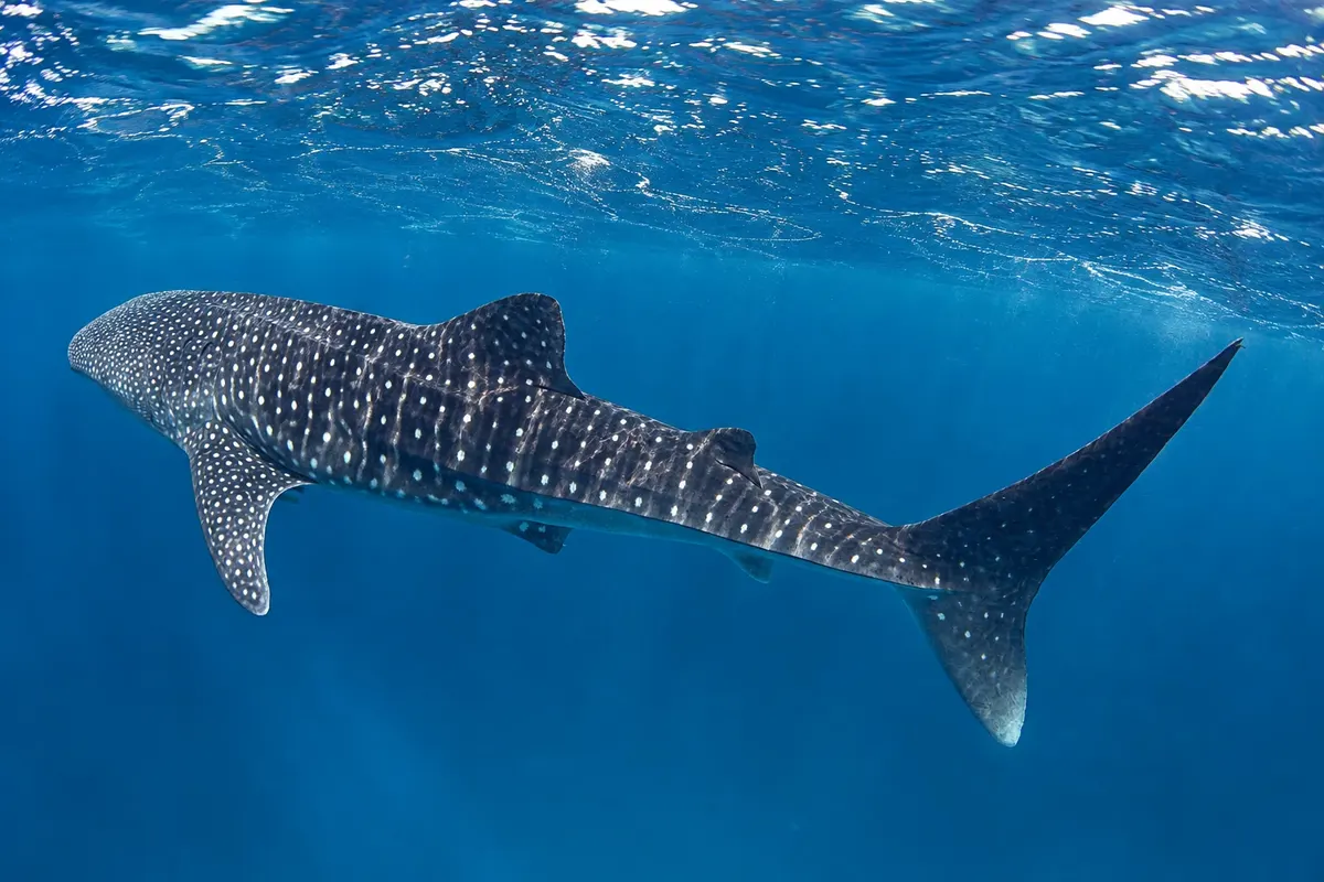 Nado con tiburones ballena