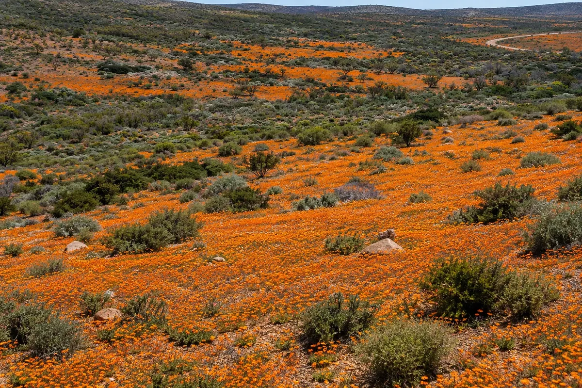 Namaqua National Park - Skilpad