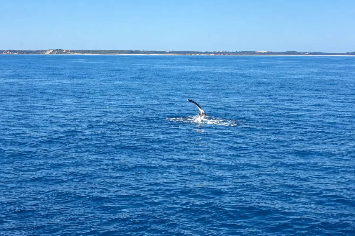 Hervey Bay whale watching
