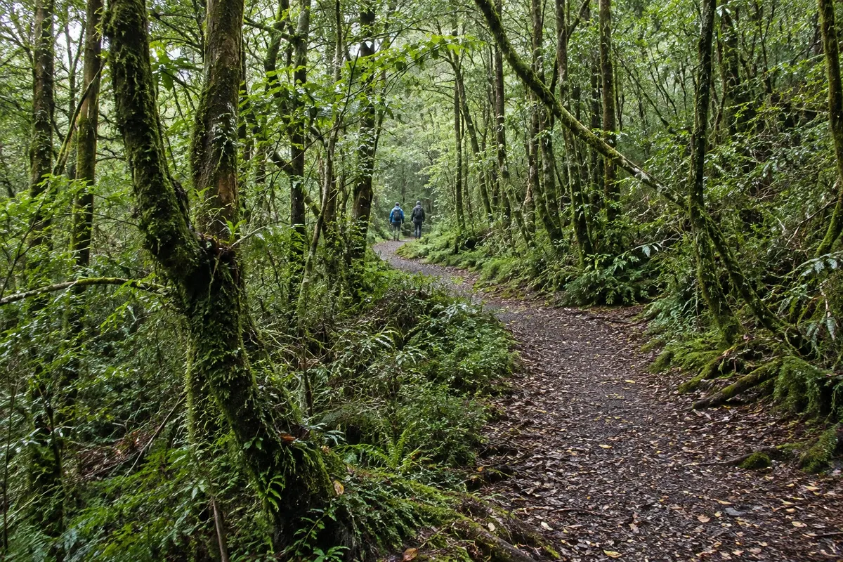 Parque Nacional Alerce Andino
