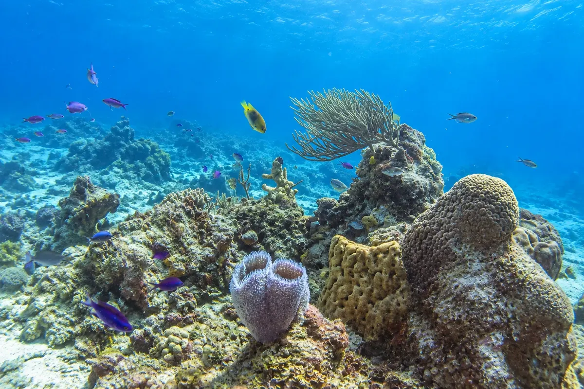 Parque Nacional Arrecifes de Cozumel