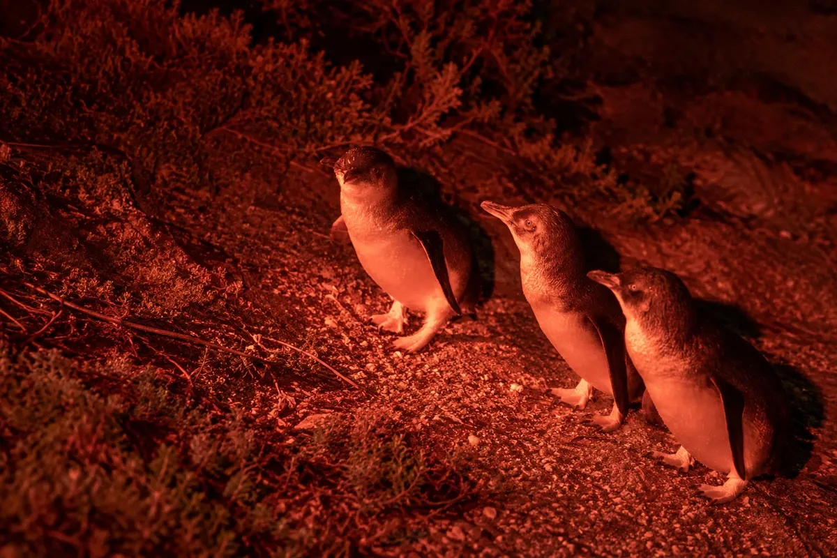 Pinguinos de Bicheno