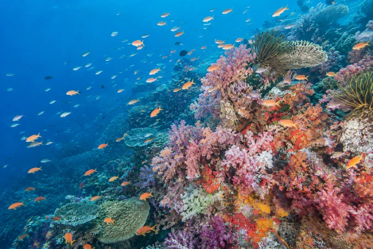 Rainbow Reef (Rainbow Reef)