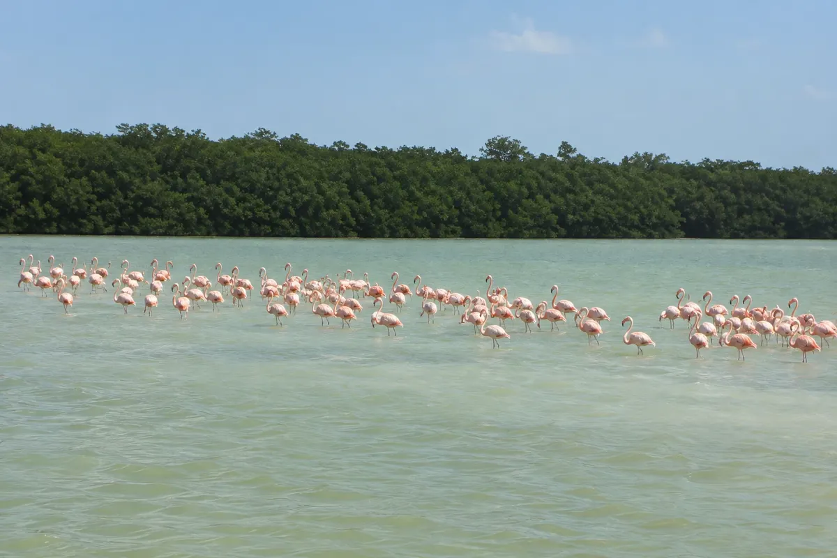 Reserva de la Biosfera Ría Celestún
