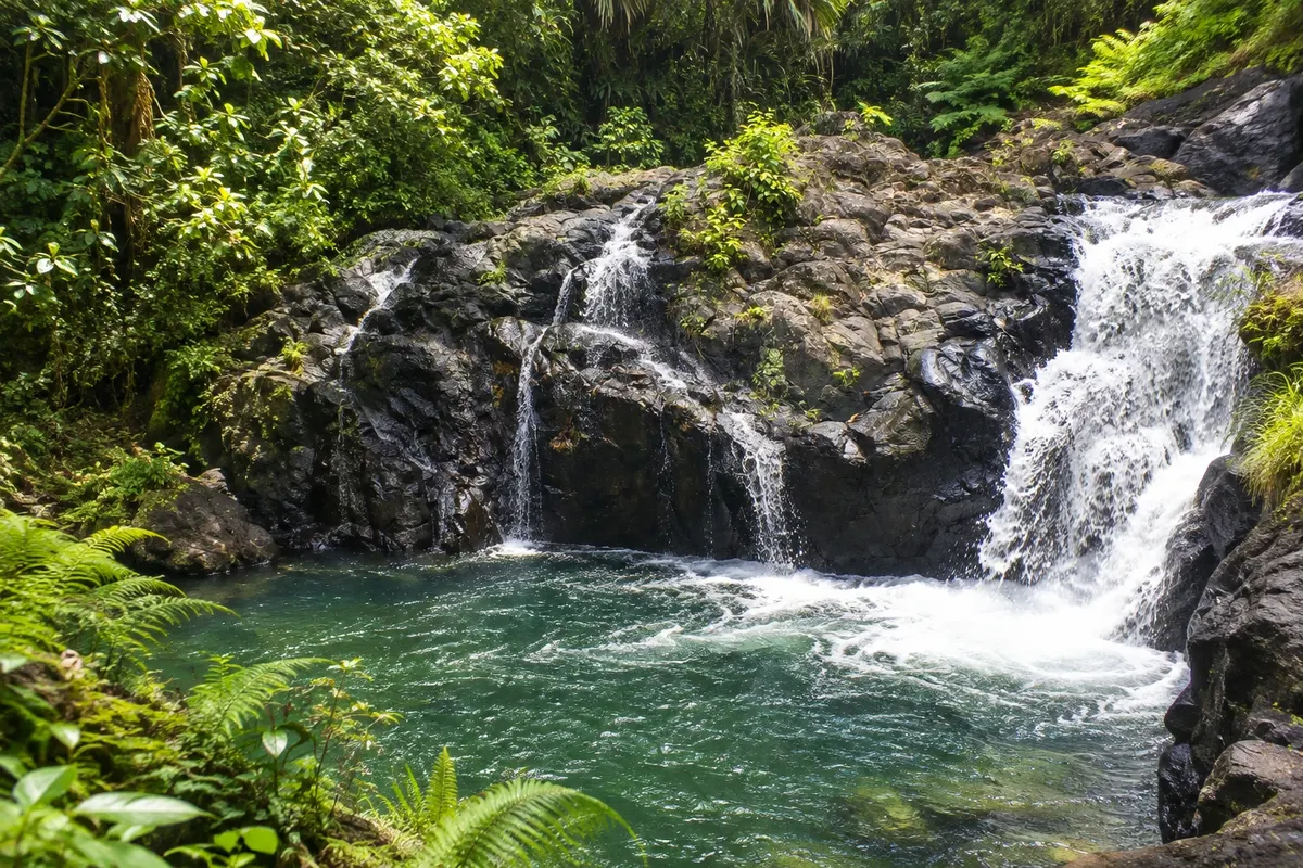 Reserva Florestal de Waisali (Waisali Rainforest Reserve)