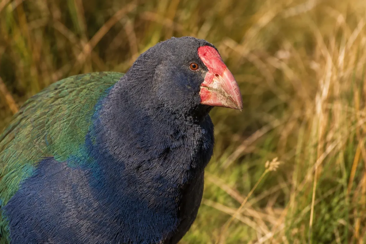 Te Anau Bird Sanctuary