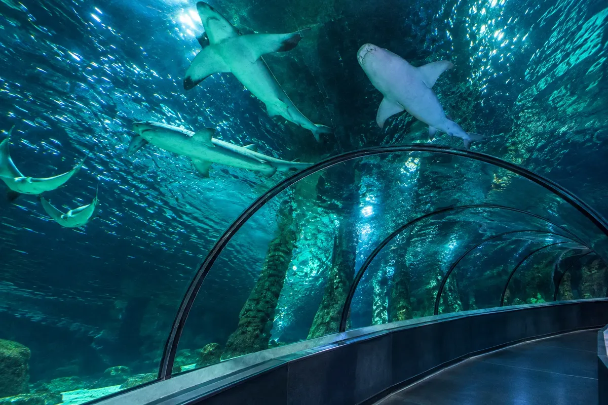 SEA LIFE Sunshine Coast