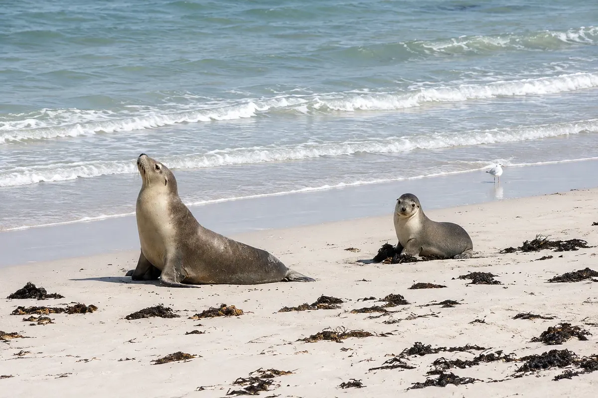 Seal Bay Conservation Park