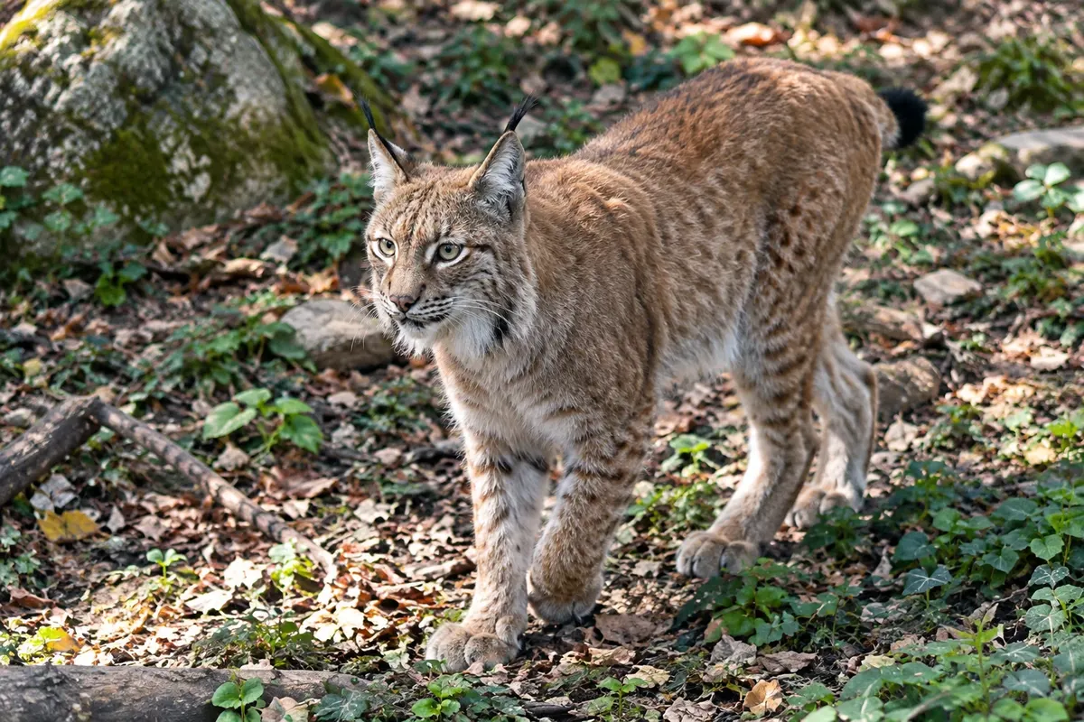 Tiergarten Schönbrunn