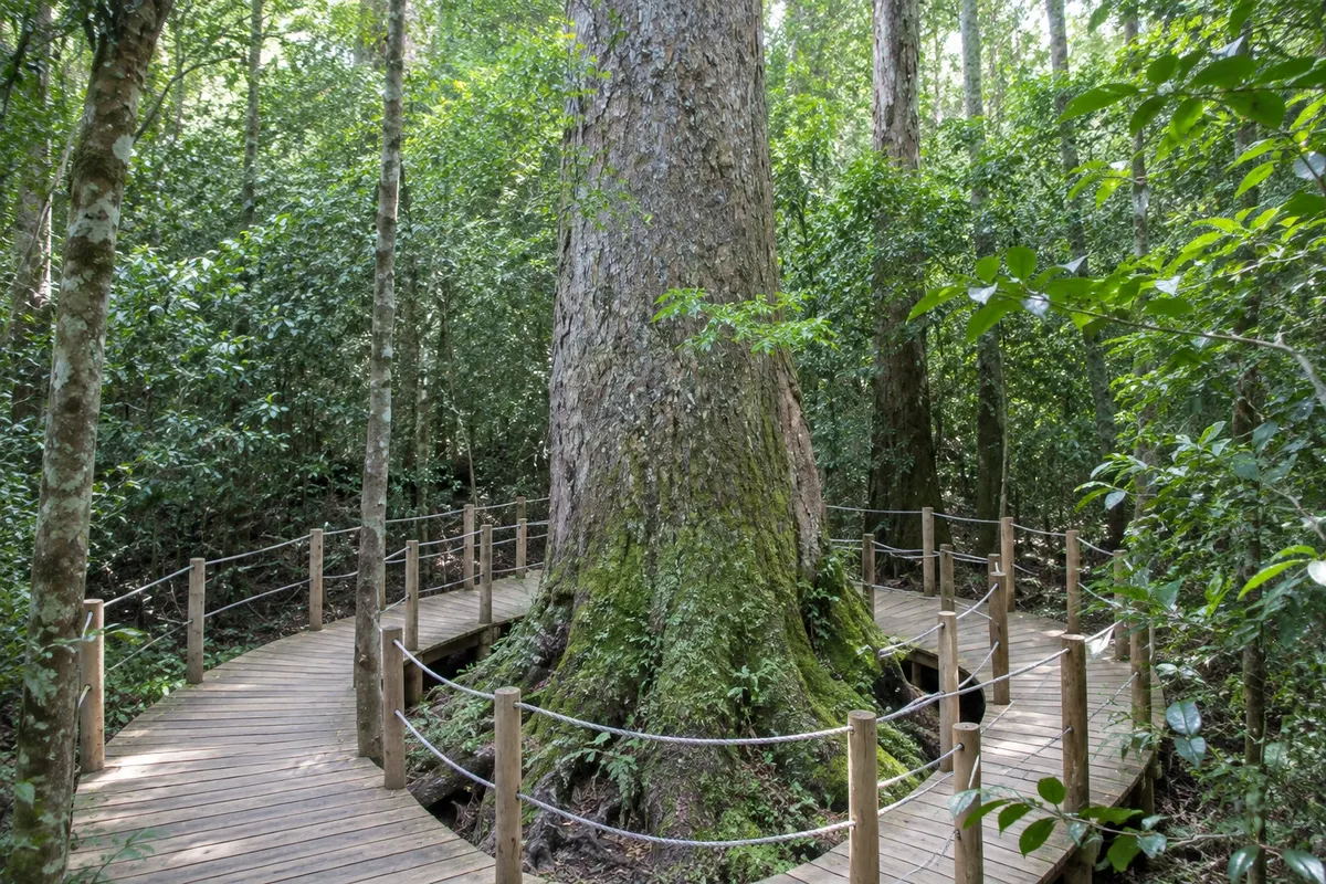Tsitsikamma Big Tree