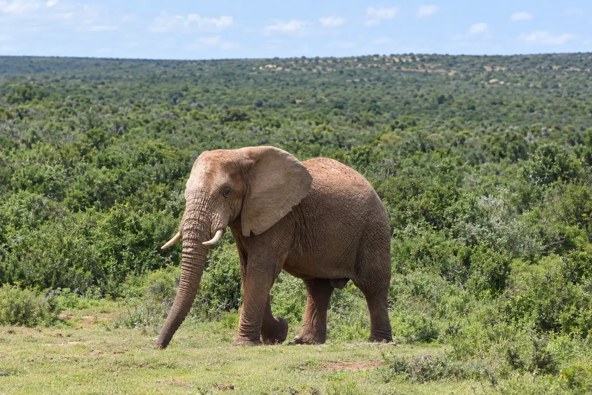 Addo