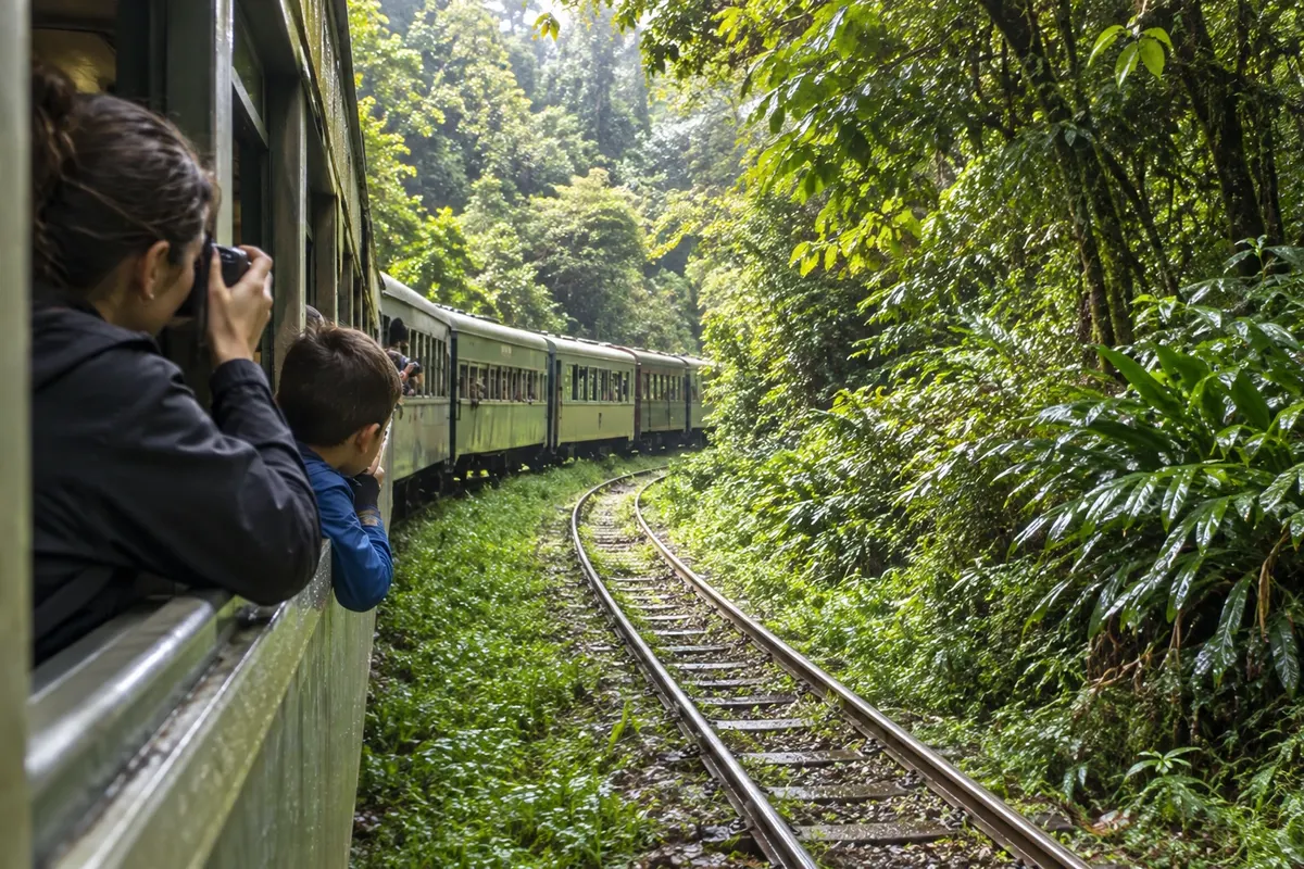 Atlantic Forest on both sides of the tracks.