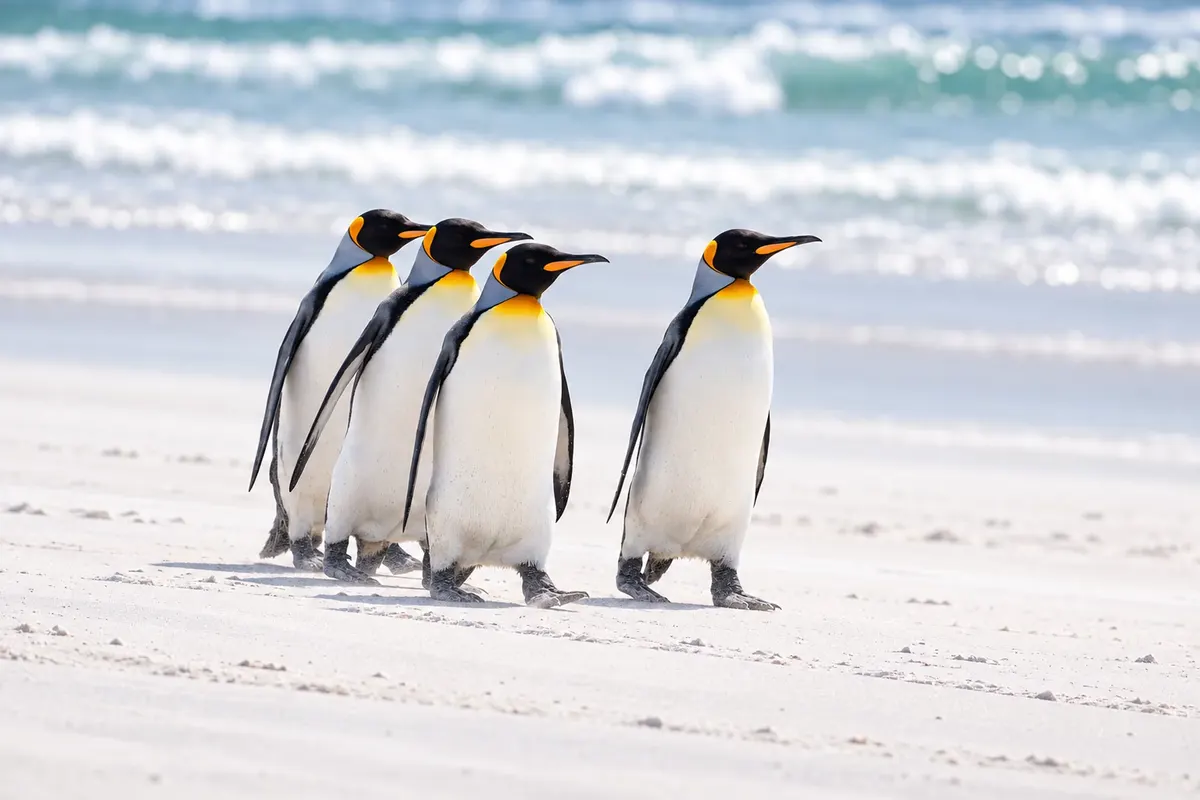 Pinguins-rei em Volunteer Point, Malvina Oriental